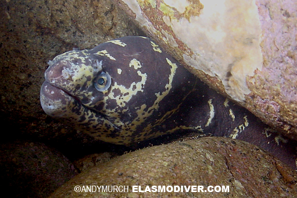 Chain Moray Eel Pictures Images Of Echidna Catenata